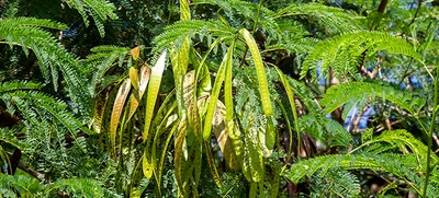 Proyecto de resolución mediante la cual se declara a la Leucaena como especie arbórea exótica invasora y se regula su manejo