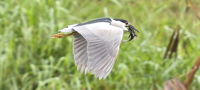 En estudio del Concejo la Semana de las Aves de Santiago de Cali, en febrero. Déjenos conocer su opinión.