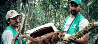 Un perro de monte y dos zarigüeyas, libres en su verdadera casa