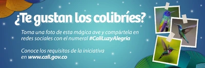Reconocimiento a las mejores fotos de colibríes tomadas en Cali hará la Alcaldía