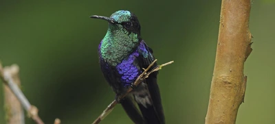 Los colibríes se tomarán a Cali para llenar la ciudad de luz y alegría.