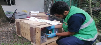 12 animales exóticos, enviados para reubicación