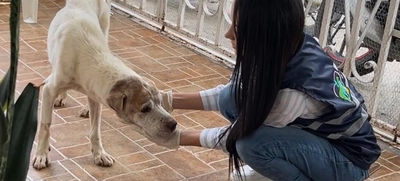 ‘Tango’ un perro que baila de la dicha