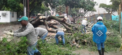 Intervienen árboles para que no causen accidentes