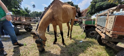 En Cali, caballos y yeguas se liberan de años de trabajo forzado
