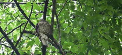 Péguese al vuelo en la ‘Semana de las Aves’