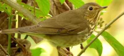 Corazón de Pance: refugio de vida para aves migratorias