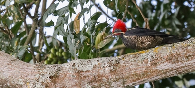 Ecoparque Bataclán: la Sucursal del Cielo para las aves