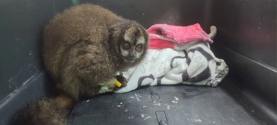 Primate rescatado en Granada, posible víctima del tráfico de fauna silvestre