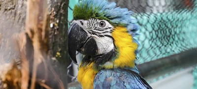 La fauna exótica en Cali ya se volvió paisaje