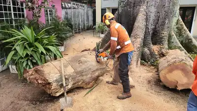 Dagma ha erradicado 13.500 árboles que generaban riesgo en la ciudad