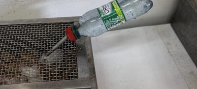 Autoridades realizaron aprehensión preventiva de 180 especímenes en laboratorio de Caucaseco