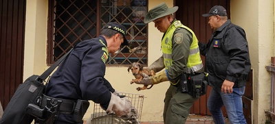 Allanan vivienda para rescatar animales víctimas de maltrato y abandono