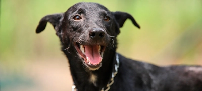 “El CBA no es un espacio para abandonar animales”: Unidad de Protección Animal