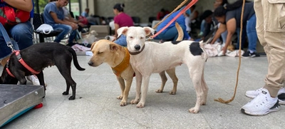 Centro de Bienestar Animal realizó su primera jornada masiva de esterilizaciones