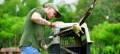 Gracias a labor del Dagma, fauna silvestre retorna a su hábitat