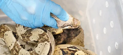 “La fauna silvestre no es para tenerla en casa”: Dagma