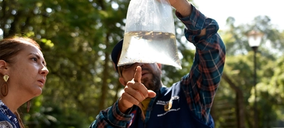 Peces guppies, una alternativa de control biológico contra el dengue