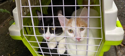Unidad de Protección Animal realiza control a colonias de gatos