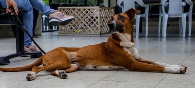 Así es el protocolo de ingreso al Centro de Bienestar Animal de Cali