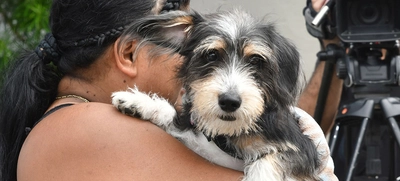 Esterilizar: un acto de amor por los animales de compañía