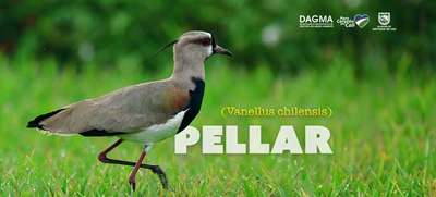 Descubre la fascinante vida del pellar