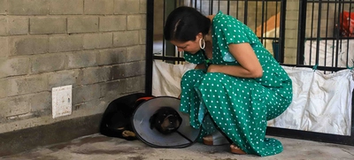 Así evoluciona ‘Elsa’, la canina herida cruelmente con un bozal de alambre de púas