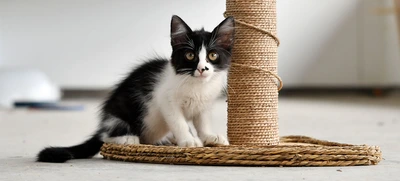 Centro de Bienestar Animal alberga a felinos que esperan por un nuevo hogar