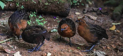 Papá Noel y Las Niñas, viven en un bosque de encanto a las afueras de Cali