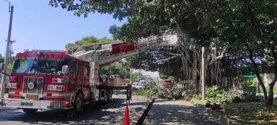 Manos criminales afectaron árbol notable