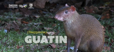 Guatín: el pequeño sembrador de bosques
