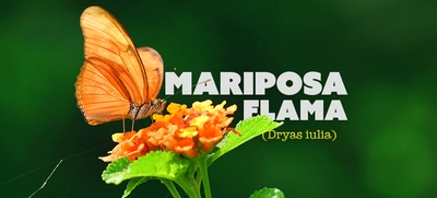 La mariposa Flama: embajadora de belleza y equilibrio