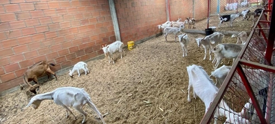 Unidad de Protección Animal atendió caso de animales en estado de desnutrición