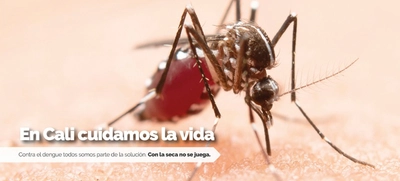 En temporada seca aumenta la proliferación del zancudo Aedes aegypti