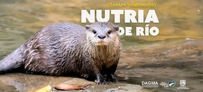 Nutria de río: guardiana de la biodiversidad en ecosistemas acuáticos de Cali