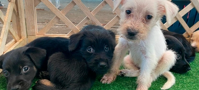 Caleños son cada vez más conscientes sobre beneficios de adoptar animales de compañía