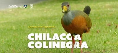 La Chilacoa: un tesoro alado en el corazón de Cali