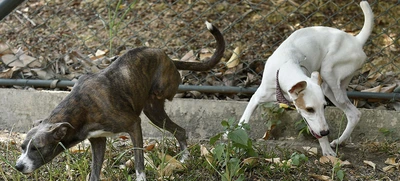 Caninas buscan un amor que supere las limitaciones físicas