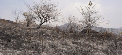 “No existen incendios espontáneos, es inadmisible que tengamos estas conductas sociópatas”: Secretario de Gestión del Riesgo de Cali