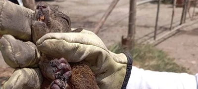 Un solo incendio y miles de pérdidas de vida silvestre