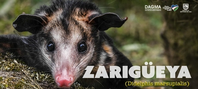 La zarigüeya: un vecino nocturno en Santiago de Cali