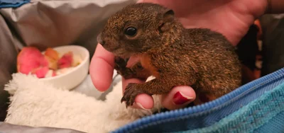 Ardilla rescatada en incendio de Altos de Menga se recuperó y fue devuelta a un hábitat natural