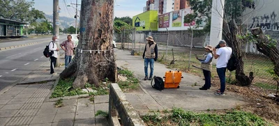 Pudo más la inconsciencia: autoridades ambientales tendrán que talar octogenaria Ceiba Pentandra