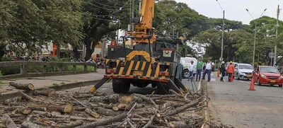 Dos días tardará la tala de ceiba en la calle quinta