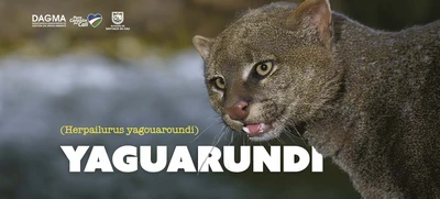 Yaguarundí: el felino oculto de Santiago de Cali