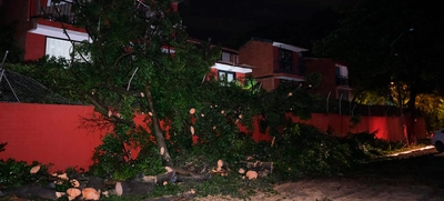 Fuertes lluvias desatan emergencia con varios árboles colapsados
