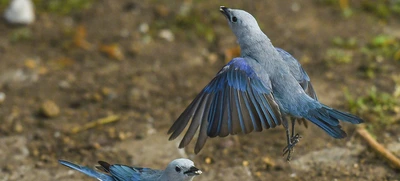 La 10ª versión de Colombia Birdfair llega a Cali