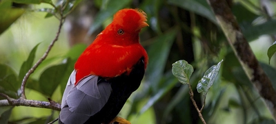 Programación de Feria Internacional de Aves, Colombia Birdfair 2024