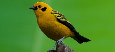 ¿Quieres ir al Colombia BirdFair 2024? Estos son sus eventos gratuitos