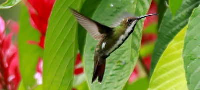 Colombia Birdfair, transforma vida con las aves y dinamiza la economía caleña